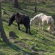 Horses Wild Forest Close Up  - VideoHive Item for Sale