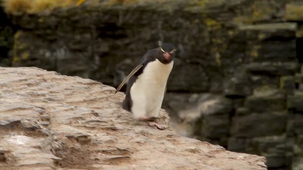 Rock Hopper Penguins Shot In The Falkland Islands alt