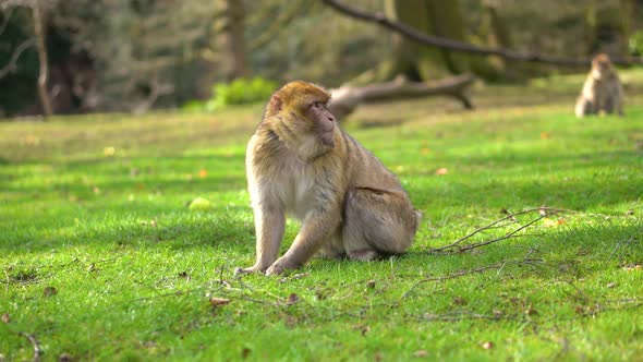 A macaque monkey in a green forest alt
