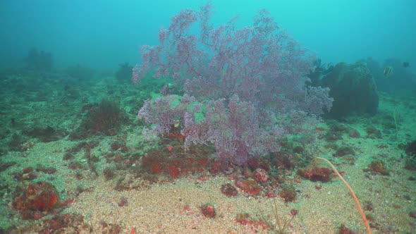 Coral Reef and Tropical Fish. Philippines, Mindoro alt