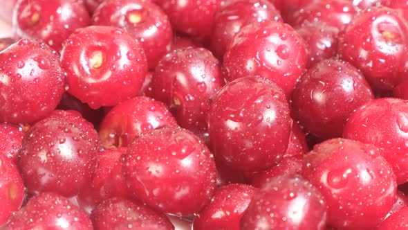 Close Up of Red Ripe and Sweet Cherries with Water Drops alt