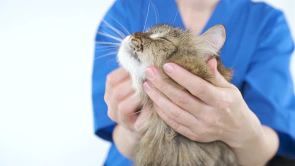 A doctor in a blue coat strokes a cat. Grooming in the salon for animals alt