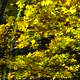 Autumn Forest - VideoHive Item for Sale