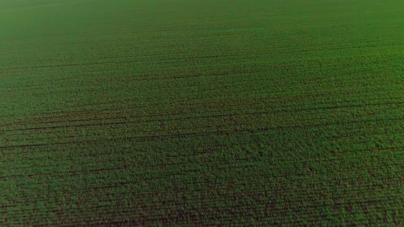 Aerial Video of an Agricultural Field with Wheat alt