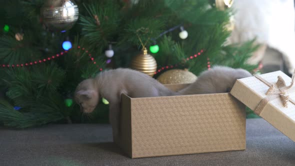 Beige Burmese Kitten Crawls out Of a Gift Box Standing Near a Christmas Tree