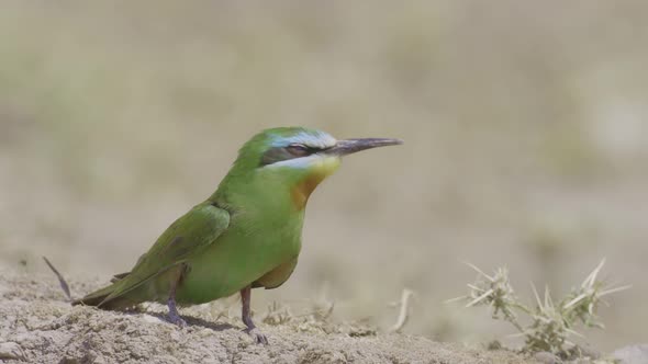 Green Bee-Eater Looking For a Partner