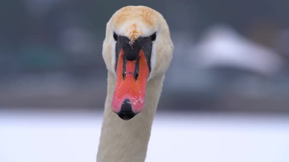 The swan (cygnus olor) looking into the camera alt
