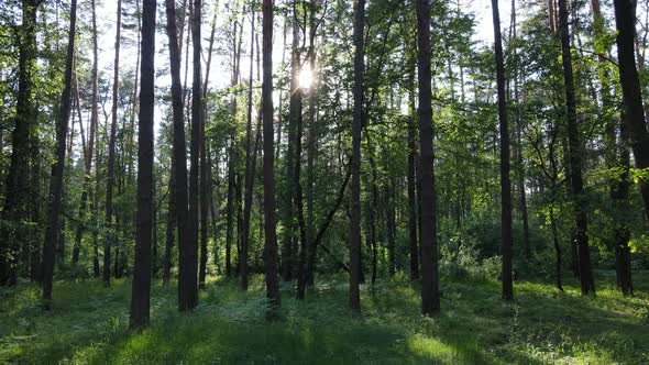 Beautiful Green Forest on a Summer Day Slow Motion alt
