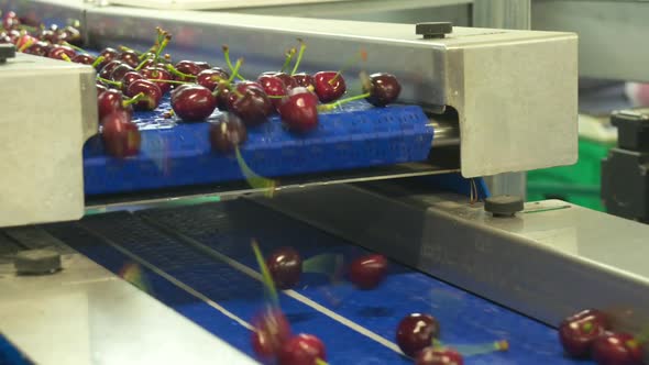 Cherry Factory. Close up, packing, choosing, washing cherries, Stock ...