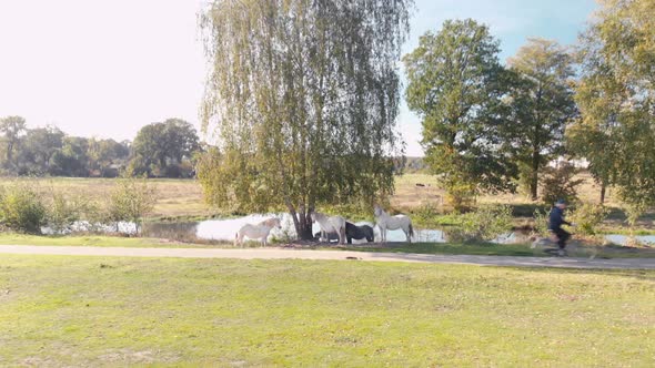 Closing in on horses that stand in the shadow of a tree in an unrestricted part of greenery with peo alt