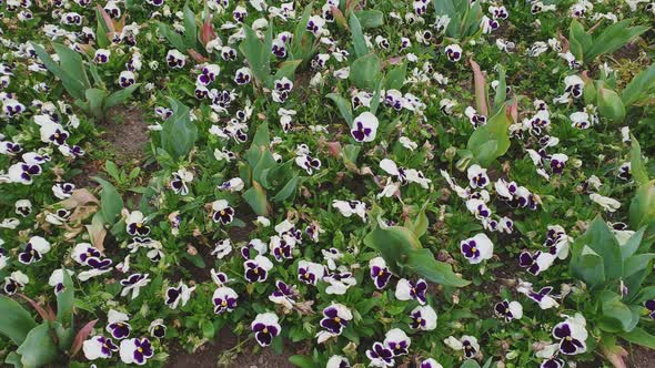 Beautiful garden with many white pansy flower hybrid viola alt