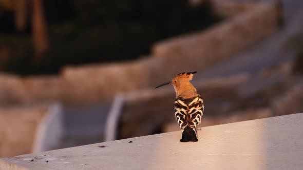 Common Hoopoe Sits on the Parapet and Flies Away. Motley Bird Takes Off and Flies Away alt
