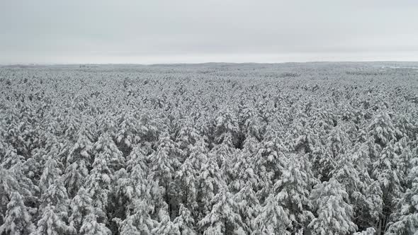 AERIAL: Revealing Shot of Snowy White Cold Pine Forest on Freezing Winter Day