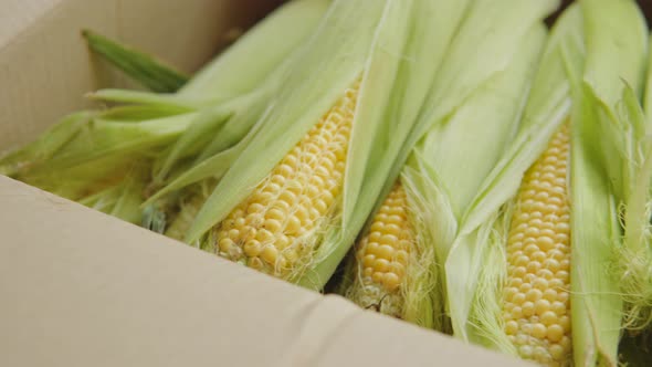 Fresh Corn Cobs Harvested in Organic Eco Plantation in the Box Fresh Harvest Closeup