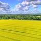 Bird&#39;s Eye View To Beautiful Yellow Rapeseed Fields - VideoHive Item for Sale