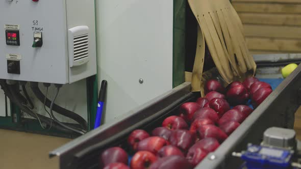 Automatic Feeding of Apples