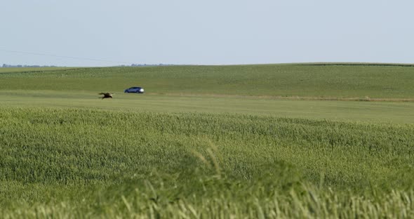 An Eagle Flies Over A Wheat Field, Looking For Prey. Near The Highway Where Cars Pass