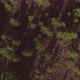 Top down aerial view of small pine trees in the field. 05 - VideoHive Item for Sale