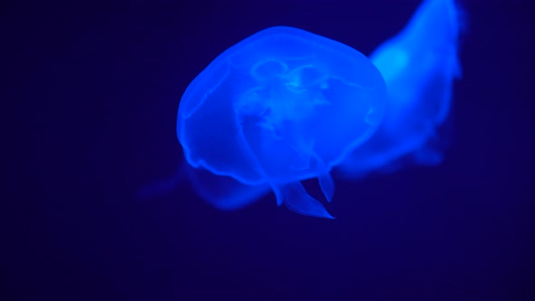 Floating jellyfish Aurelia aurita glow in the dark and create an atmosphere of relaxing alt