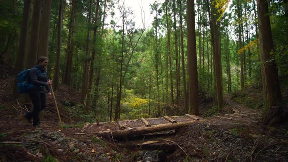 Static side on, hiker walks through green pine forest, Kumano Kodo alt