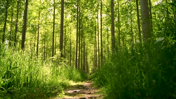 Woodland trail in Summer