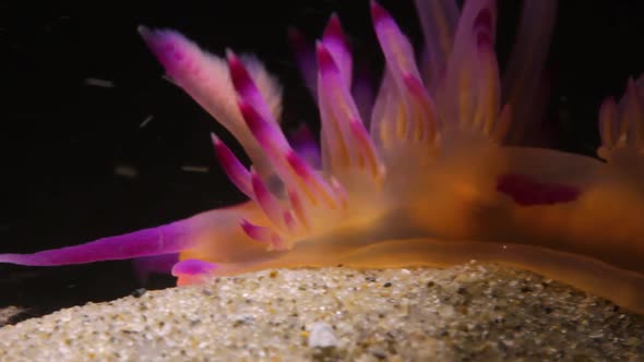 Macro close up video of a pink Nudibranch sea creatureing along the ocean sand alt