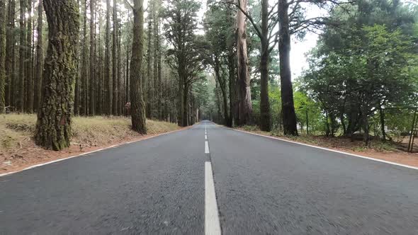 Road in Teide National Park, Tenerife, Canary Islands, Spain alt