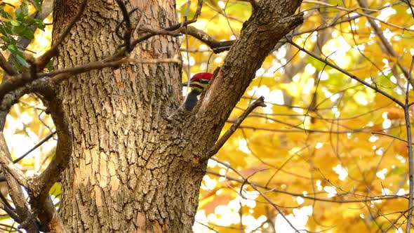 Pileated woodpecker feeding from tree trunk with golden autumn leaves in background alt