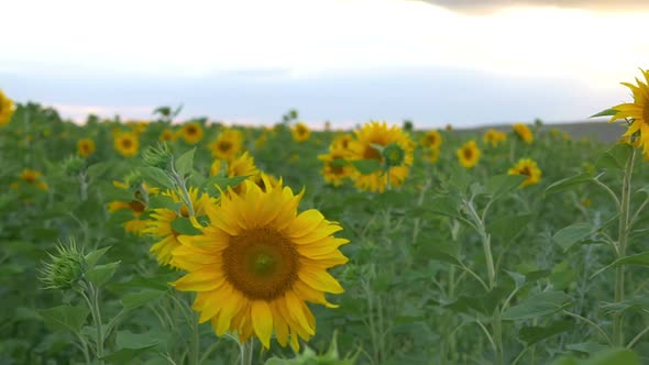 Field Of Sunflowers 3