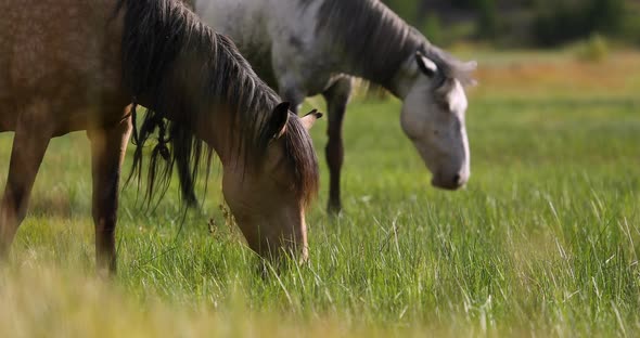 Closeup of Two Beautiful Dappled Gray Horses Grazing in the Pasture