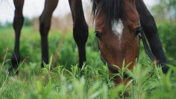 Dark Bay Horse With A Black Mane Grazing In The Meadows During The Daytime alt