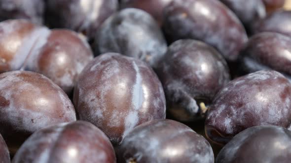 Common plum Prunus domestica 4K tilting video alt