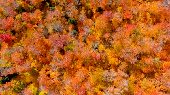 Aerial view of fall season foliage colors.
