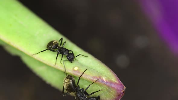 Closeup of a pair of black ants (Lasius niger) feeding  from a succulent plant alt