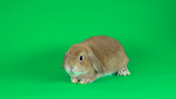 Holland Lop Domestic Rabbit on Green Background at Studio. alt