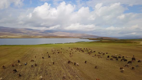 Cows Grazing near the Cildir Lake in Kars, Ardahan, Turkey