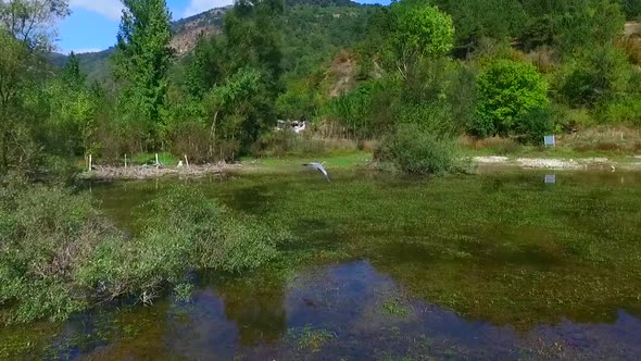 Wild bird flying over the lake. alt