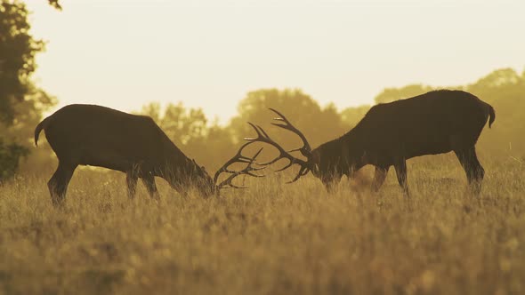 Male Red Deer Stag (cervus elaphus) during deer rut, rutting and clashing antlers and hitting heads  alt