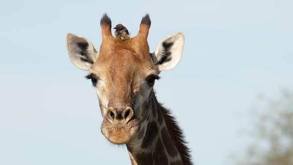 The Giraffe Close Up and Bird Eating Parasites From Her Head, Full Frame Slow Motion. African Animal alt