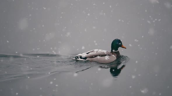 Duck in winter on the lake with snowfall. slow motion snowflakes.