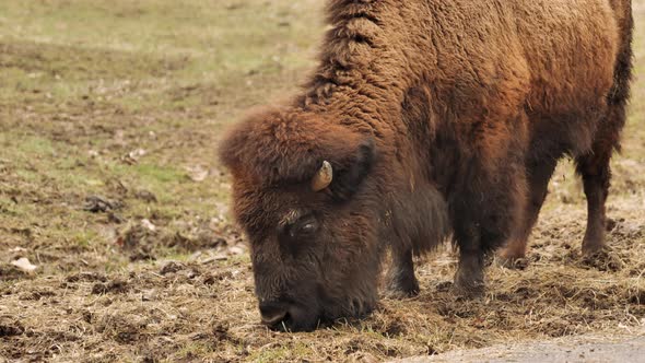 Close up slomo shot of bison grazing on side of road alt