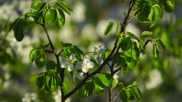 Pear tree flowers