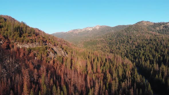 Aerial view of pine forest and mountains. alt