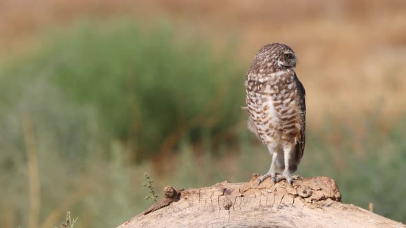 Burrowing Owl in the Desert alt