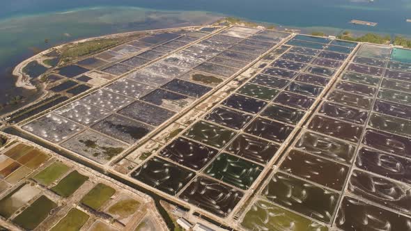 Shrimp Farming in Indonesia alt