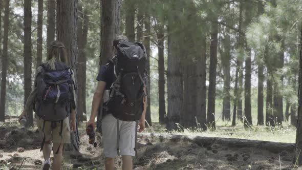 Hikers walking in woods