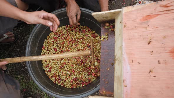 Hulled and Peeled Coffee Beans From Coffee Bean Huller Machine. alt