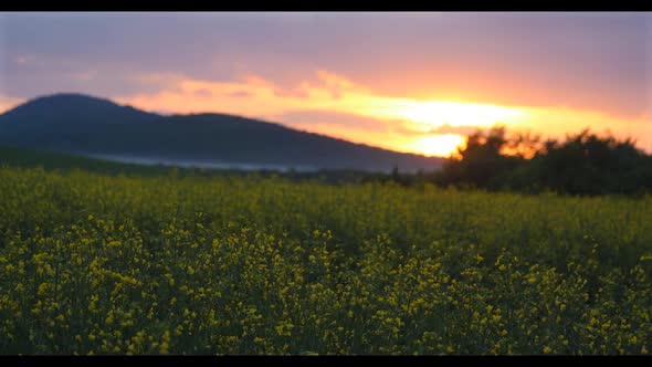 Rapeseed Plantations Against The Backdrop Of The Mountain 4 alt