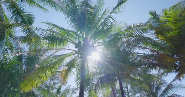 Camera Looking up coconut trees POV Passing under sunlight.
