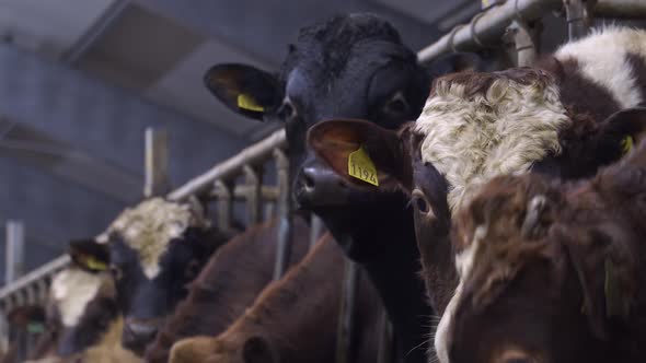 Norwegian Red Cattle And Angus Ox In Barn At Countryside Farmland. - Close Up alt